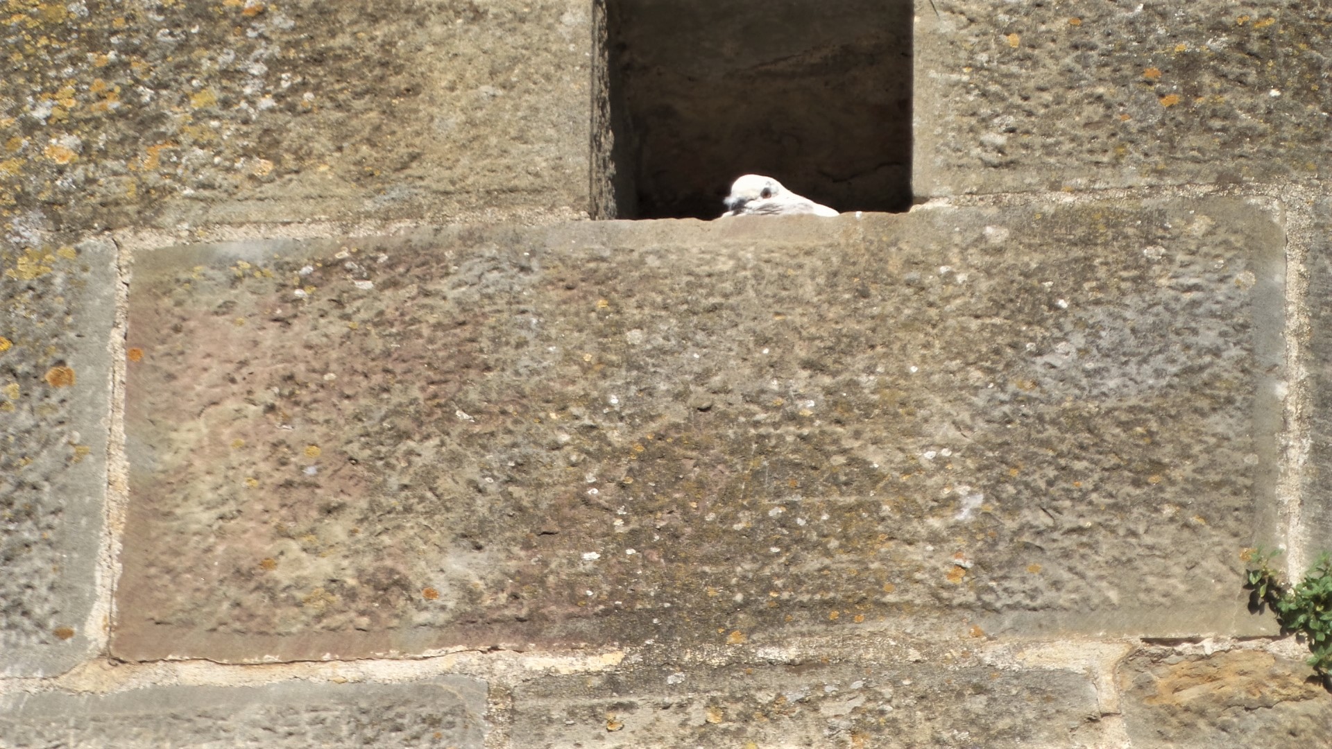 Pigeon au nid