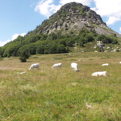 Le Mont Gerbier des Joncs