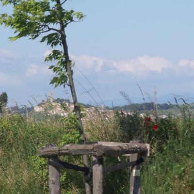 La campagne vue du canal du midi 