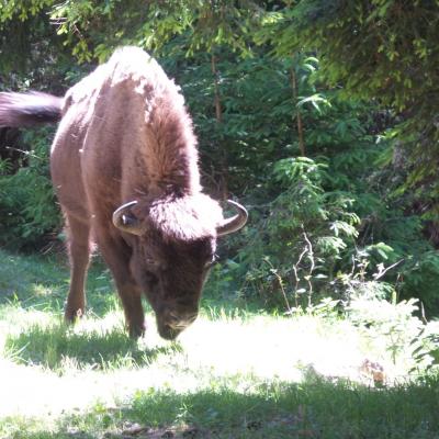 les bisons de sainte eulalie lozere