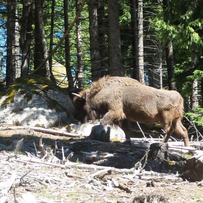 les bisons de sainte eulalie lozere