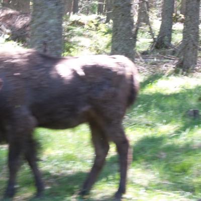 les bisons de sainte eulalie lozere