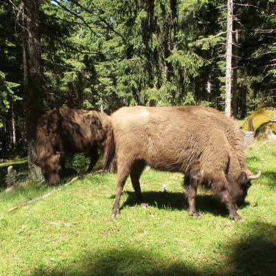 17 Journée en Lozère 10 Juin 2022
