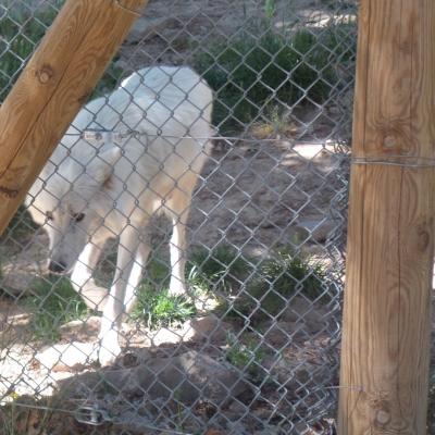 Les Loups du Gévaudan