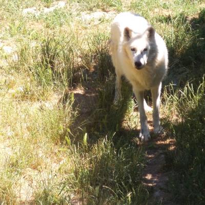 Les Loups du Gévaudan