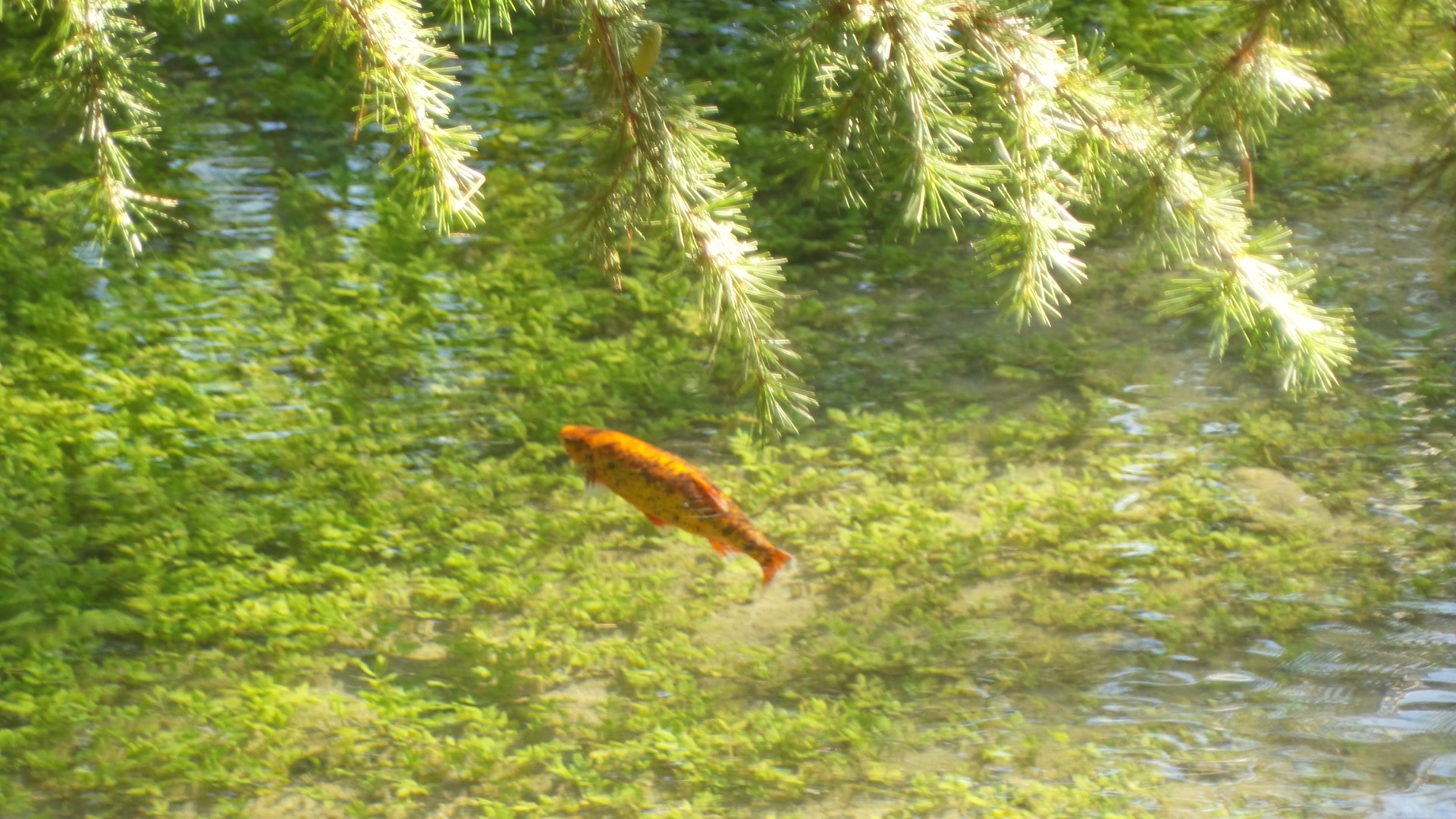 Jardin des Fontaines Pétrifiantes