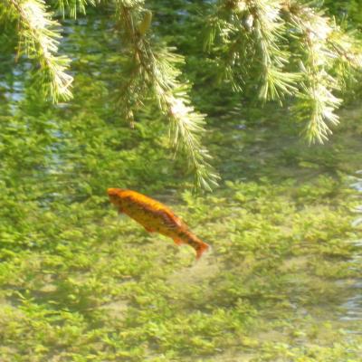 Jardin des Fontaines Pétrifiantes