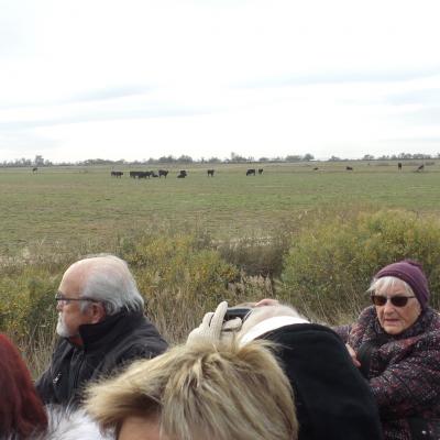 Visite de la manade de Méjanes