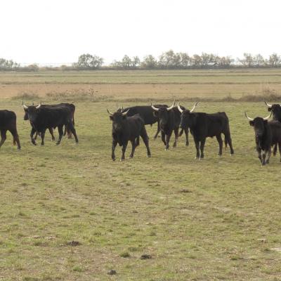 27 La Camargue 27/11/2023