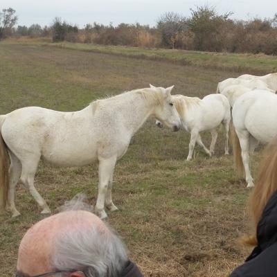 Visite de la manade de Méjanes