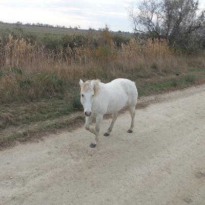 Visite de la manade de Méjanes