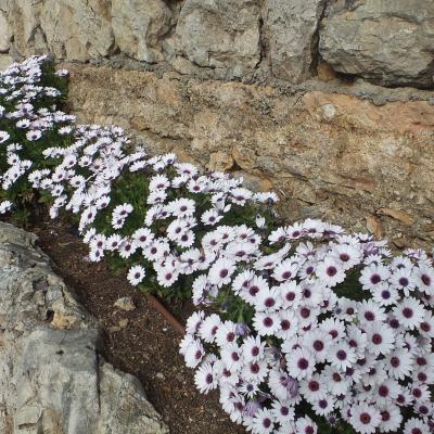 Les jardins à Monaco