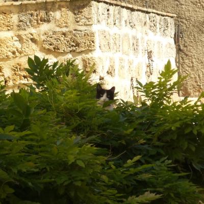 Un chat se cache dans l'arbre