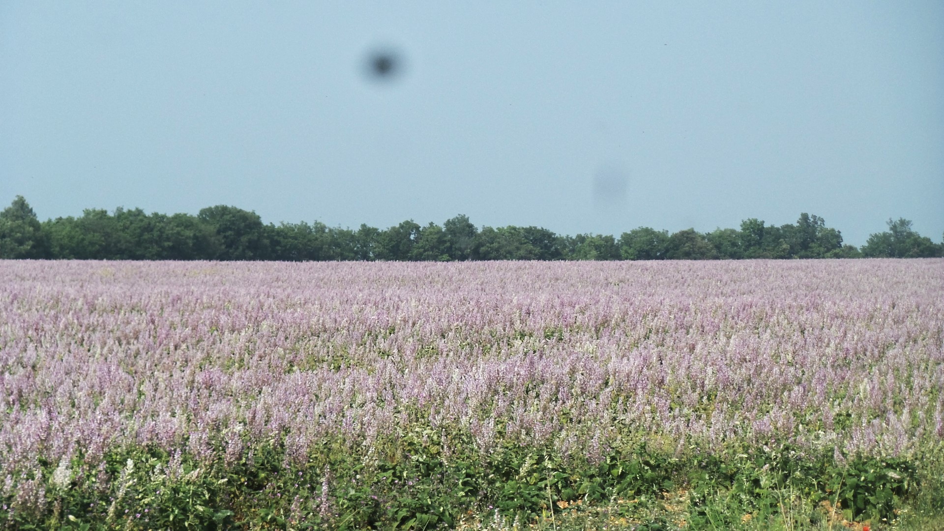 Le plateau de Valensole (Sauge sclarée)