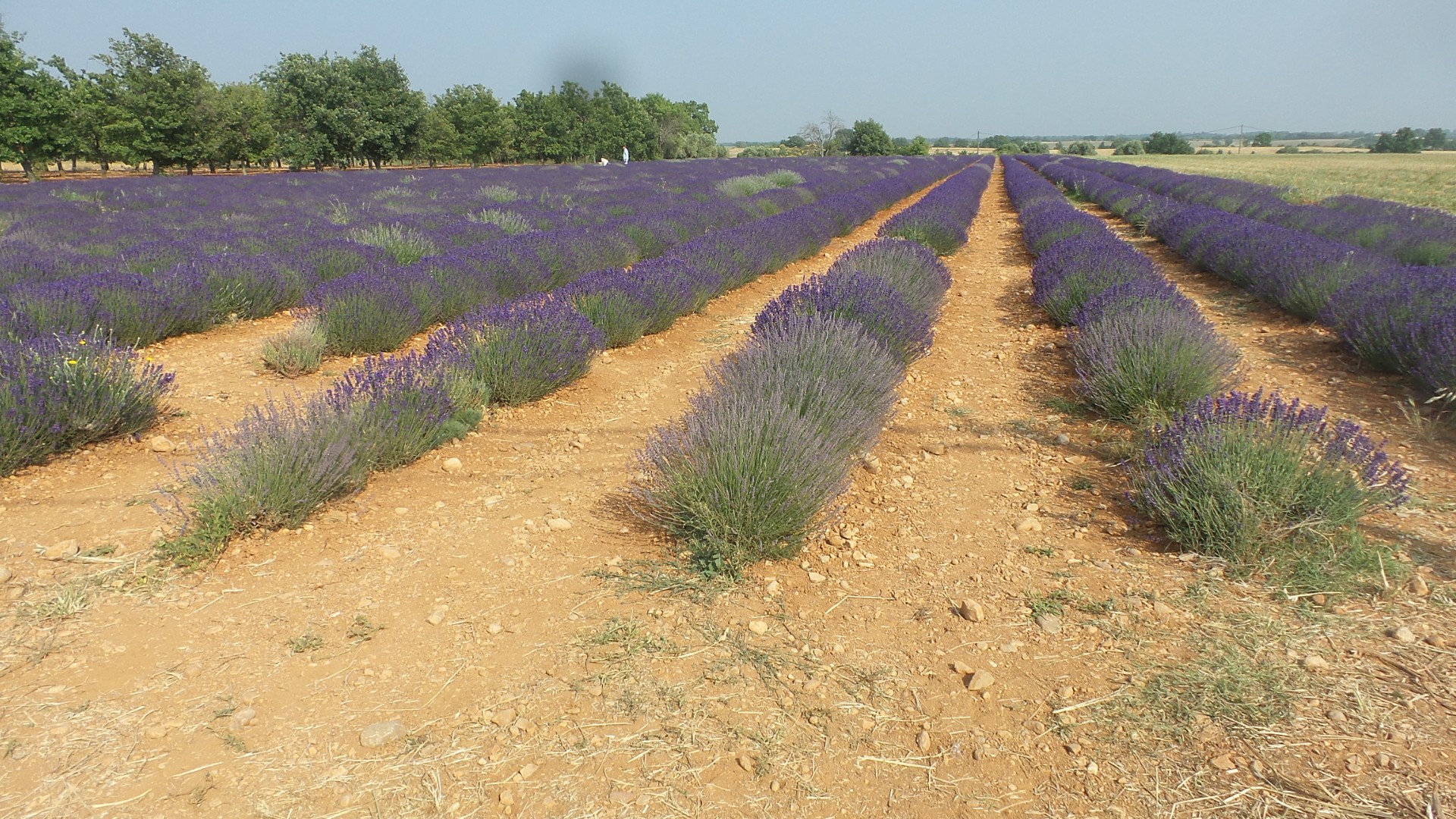 Le plateau de Valensole 