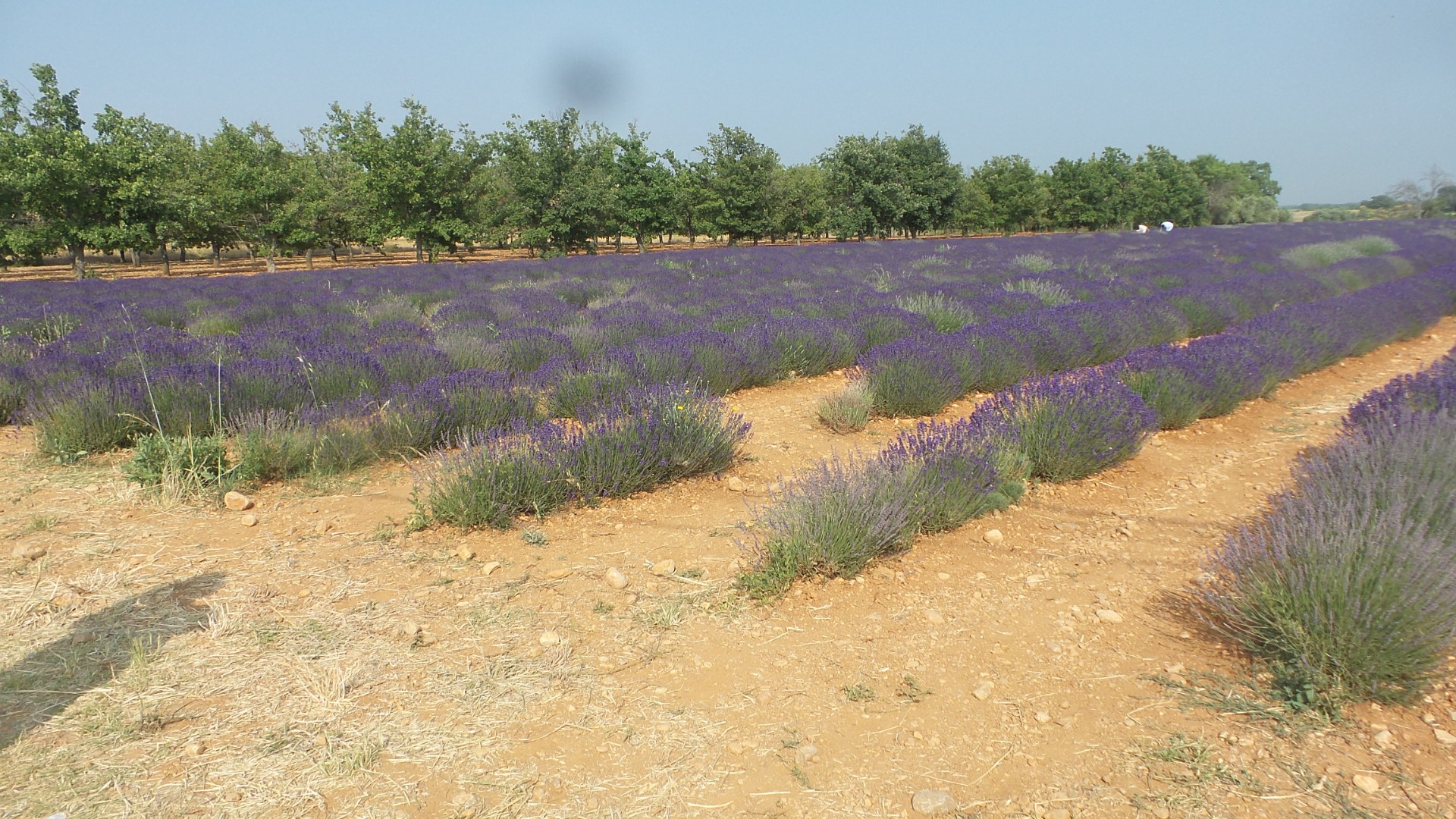 Le plateau de Valensole 